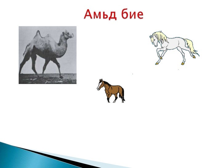 амьд бие