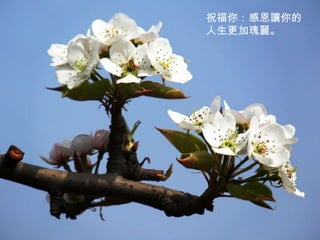 祝福你：感恩讓你的人生更加瑰麗。 