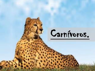 Carnívoros.
 