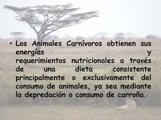 • Los Animales Carnívoros obtienen sus
  energías                             y
  requerimientos nutricionales a través
  de       una     dieta     consistente
  principalmente o exclusivamente del
  consumo de animales, ya sea mediante
  la depredación o consumo de carroña.
 