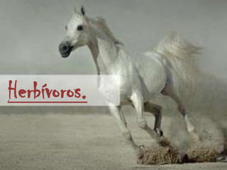 Herbívoros.
 