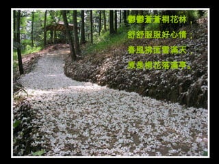 鬱鬱蒼蒼桐花林，
舒舒服服好心情；
春風拂面雪滿天，
原是桐花落滿亭。
 