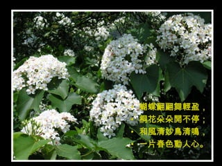 •   蝴蝶翩翩舞輕盈，
•   桐花朵朵開不停；
•   和風清妙鳥清鳴，
•   一片春色動人心。
 