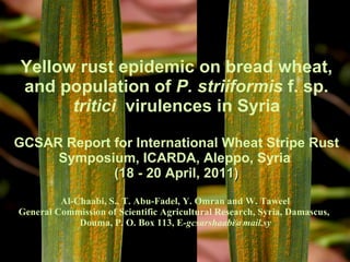 Yellow rust epidemic on bread wheat, and population of  P. striiformis  f. sp.  tritici  virulences in Syria GCSAR Report for  International Wheat Stripe Rust Symposium, ICARDA, Aleppo, Syria  (18 - 20 April, 2011) Al-Chaabi, S., T. Abu-Fadel, Y. Omran and W. Taweel  General Commission of Scientific Agricultural Research, Syria, Damascus,  Douma, P. O. Box 113, E [email_address]   