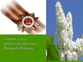 Сирень стала символом, цветком Великой Победы 
