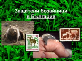 Защитени бозайници  в България   