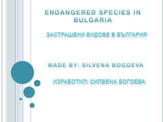 ENDANGERED SPECIES IN BULGARIA Застрашени видове в България MADE BY: SILVENA BOGOEVA Изработил: Силвена Богоева 