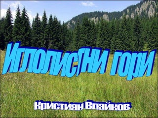 Иглолистни  гори Кристиян Влайков 
