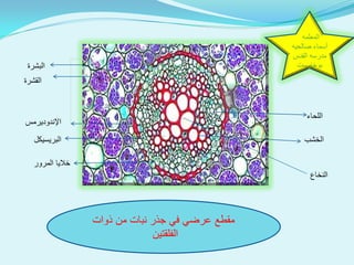 التركيب الداخلي للنبات | PDF