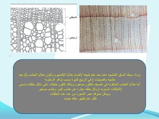 التركيب الداخلي للنبات | PPT