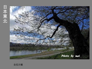 日本東北 白石川堤 Photo  by  mei 