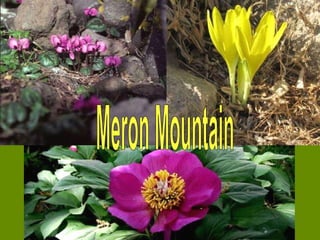 Meron Mountain 