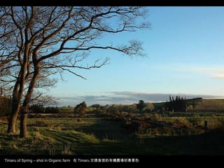 Timaru of Spring – shot in Organic farm  在 Timaru 交換食宿的有機農場初春景色 