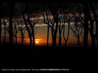 Sunrise in Timaru– shot in Organic farm  在 Timaru 交換食宿的有機農場面對南太平洋的日出 