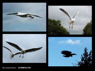 New Zealand Birds -  紐西蘭豐富的鳥類 