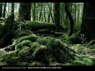 Southwest of south island – forest  葱綠的原始森林在紐西蘭的步道上到處都可看到 