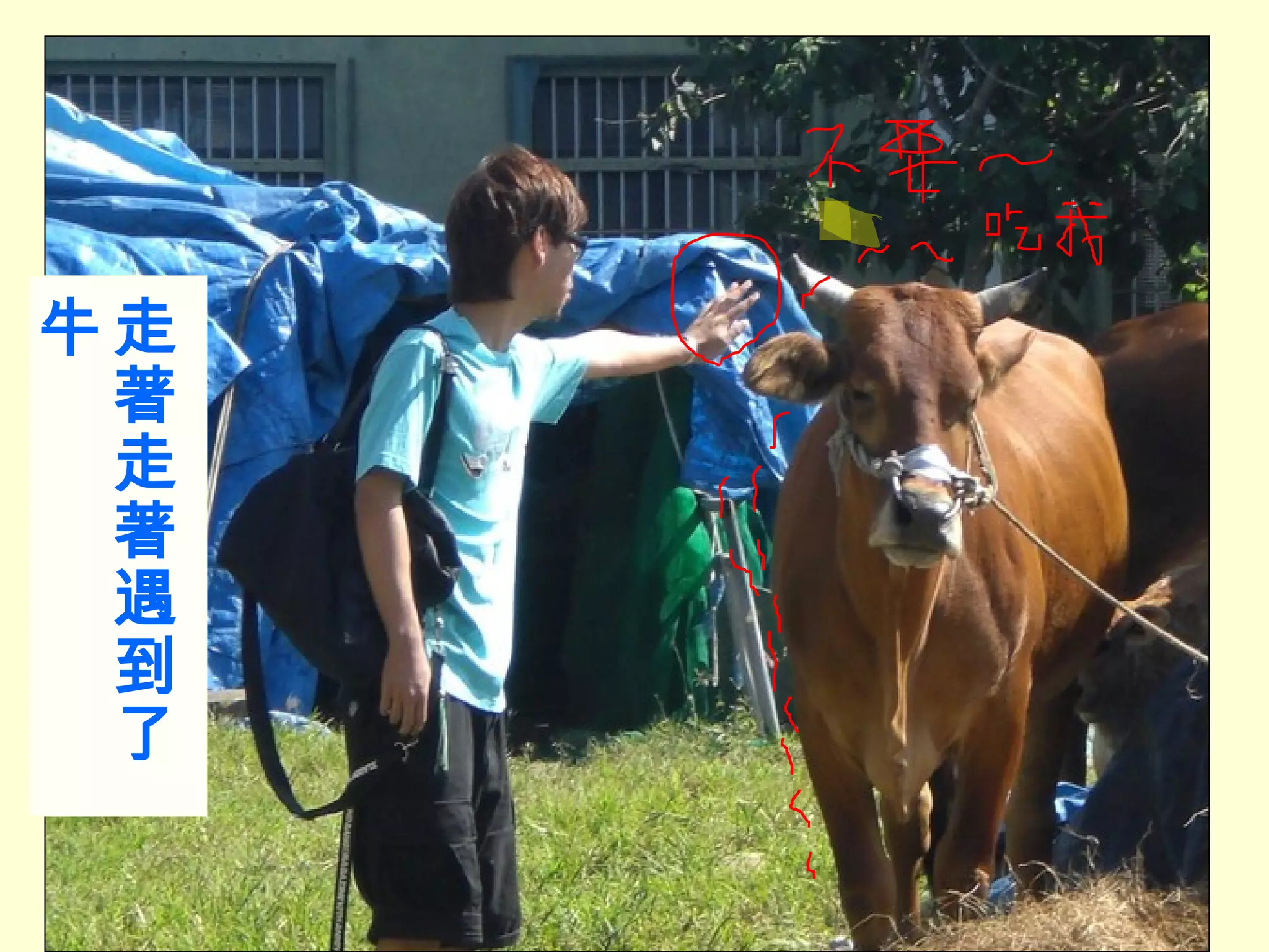走著走著遇到了牛 