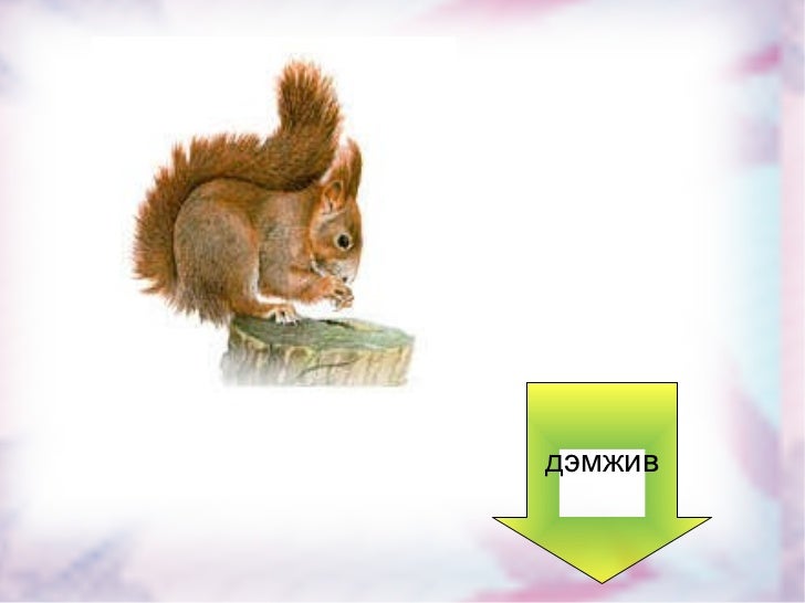 шүүмжлэгдсэн баавгай заах