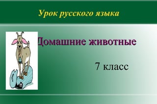 Урок русского языка Домашние животные 7 класс  