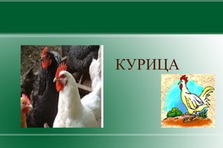 КОРОВА 