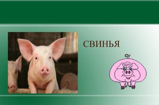 ГУСЬ 