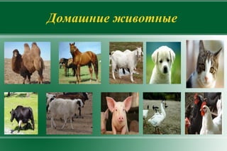КУРИЦА 