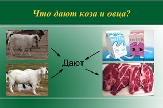 СВИНЬЯ 