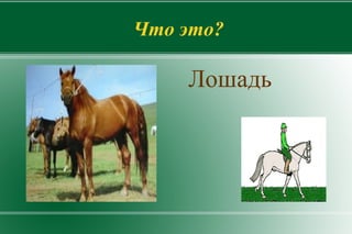 о животных 