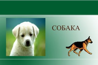 ОВЦА 