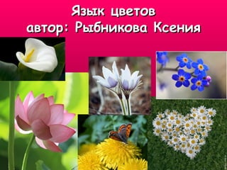 Язык цветов автор: Рыбникова Ксения 