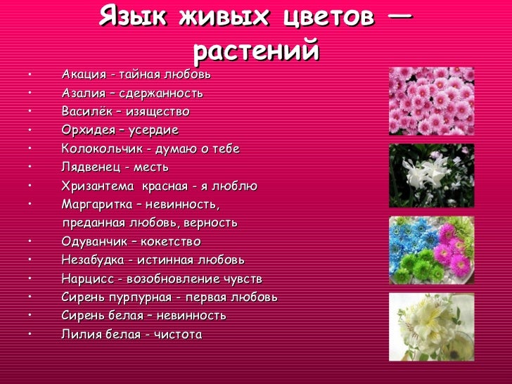 Язык цветов значение розы. Язык цветов. что означает сирень на языке цветов.
