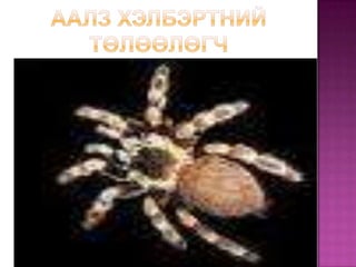 Аалз хэлбэртний төлөөлөгч 