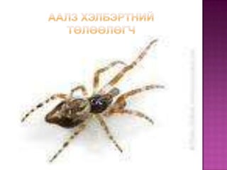 Аалз хэлбэртний төлөөлөгч 