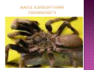 Аалз хэлбэртний төлөөлөгч 