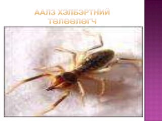 аалз хэлбэртний төлөөлөгч 