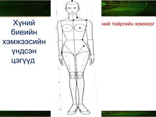 Хүний биеийн хэмжээсийн үндсэн цэгүүд  Ташаан толгойн цэг  бүсэлхийн тойргийн   хэмжээг авахад хэрэглэнэ. 