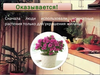 Сначала люди использовали комнатные растения только для украшения жилища Оказывается! 