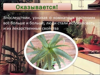 Впоследствии, узнавая о комнатных растениях всё больше и больше, люди стали использовать и их лекарственные свойства Оказывается! 