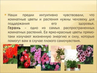 Наши предки интуитивно чувствовали, что комнатные цветы и растения нужны человеку для поддержания его здоровья. Герань  – одно из самых распространенных комнатных растений. Ее ярко-красные цветы прямо-таки излучают жизненную энергию и силу, которые помогут вам в случае плохого самочувствия. 