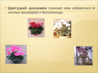 Цветущий цикламен  поможет вам избавиться от ночных кошмаров и бессонницы. 