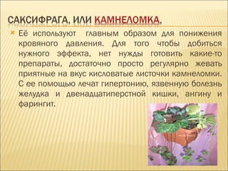 Её используют  главным образом для понижения кровяного давления. Для того чтобы добиться нужного эффекта, нет нужды готовить какие-то препараты, достаточно просто регулярно жевать приятные на вкус кисловатые листочки камнеломки. С ее помощью лечат гипертонию, язвенную болезнь желудка и двенадцатиперстной кишки, ангину и фарингит. 
