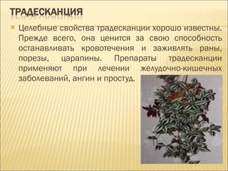 Целебные свойства традесканции хорошо известны. Прежде всего, она ценится за свою способность останавливать кровотечения и заживлять раны, порезы, царапины. Препараты традесканции применяют при лечении желудочно-кишечных заболеваний, ангин и простуд.  