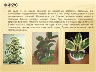 Это едва ли не самое полезное из комнатных растений, поскольку оно способствует оздоровлению воздуха. Вместе с тем, фикус принадлежит к числу неприхотливых растений. Перечислить все болезни, которые можно лечить с помощью фикуса, составит немало труда. При радикулите, остеохондрозе, артритах, бронхите, трахеите: листья фикуса проварить в кипящей воде в течение 3 мин, смазать мёдом, наложить на грудь и на спину, закрепить бинтом или полотенцем, сверху повязать шерстяной шарф. Лучше всего оставить такой компресс на ночь. 