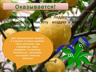 Оказывается! Комнатные  растения поддерживают  влажность и чистоту  воздуха в наших классах и в доме СО 2 О 2 Для оздоровления воздуха в комнате полезно держать такие растения, как хлорофитум, мирт, розмарин, аглаонему. Аспарагусы, например, поглощают тяжелые металлы 