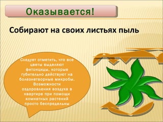 Оказывается! Собирают на своих листьях пыль Следует отметить, что все цветы выделяют фитонциды, которые губительно действуют на болезнетворные микробы. Возможности оздоровления воздуха в квартире при помощи комнатных растений просто беспредельны 