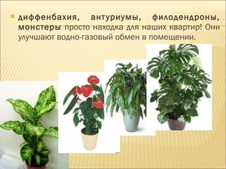 диффенбахия, антуриумы, филодендроны, монстеры  просто находка для наших квартир! Они улучшают водно-газовый обмен в помещении. 