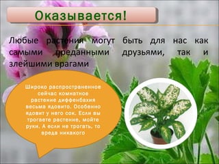Оказывается! Любые растения могут быть для нас как самыми преданными друзьями, так и злейшими врагами Широко распространенное сейчас комнатное растение диффенбахия весьма ядовито. Особенно ядовит у него сок. Если вы трогаете растение, мойте руки. А если не трогать, то вреда никакого 