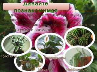 Комнатные растения создают красоту и уют в нашем классе. Каждый цветок достоин удивления, восхищения и, разумеется, особого ухода и внимания.  Давайте познакомимся 