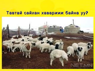 Тавтай  сайхан хаваржиж байна уу? 