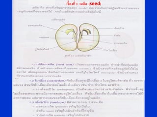 เรื่องที่ 1 เมล็ด (seed)
 